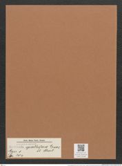 Navicula spathifera Grove et Sturt. (de-Toni-Nr.: Genus 1, Species 204) Zeichnungen Sammlung Grunow Mappe 00166 (Herbarium_W_Grunow_drawings_Folder_00166)